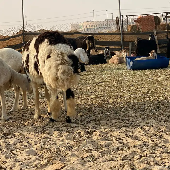 خروف على الصوبين ذبيحه وفحل 8