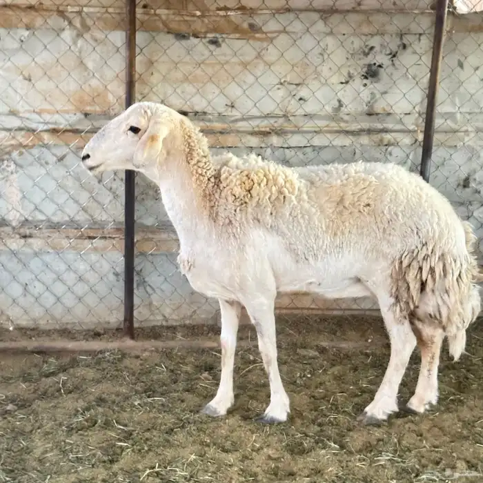 نعجه مقفله شحم 2