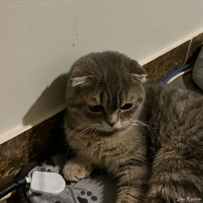 سكوتش فولد ذكر للتزاوج 2