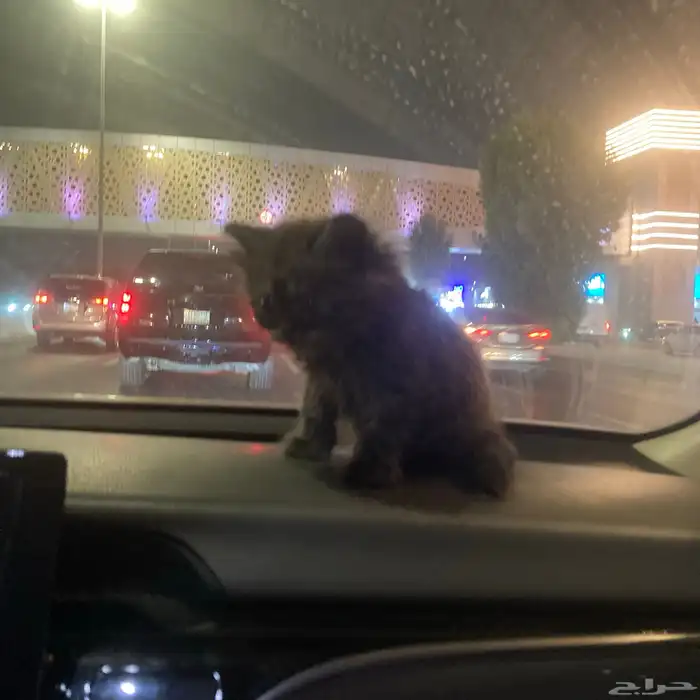 أنثى شيرازي للبيع مع كامل اغراضها العمر شهر ونص 4