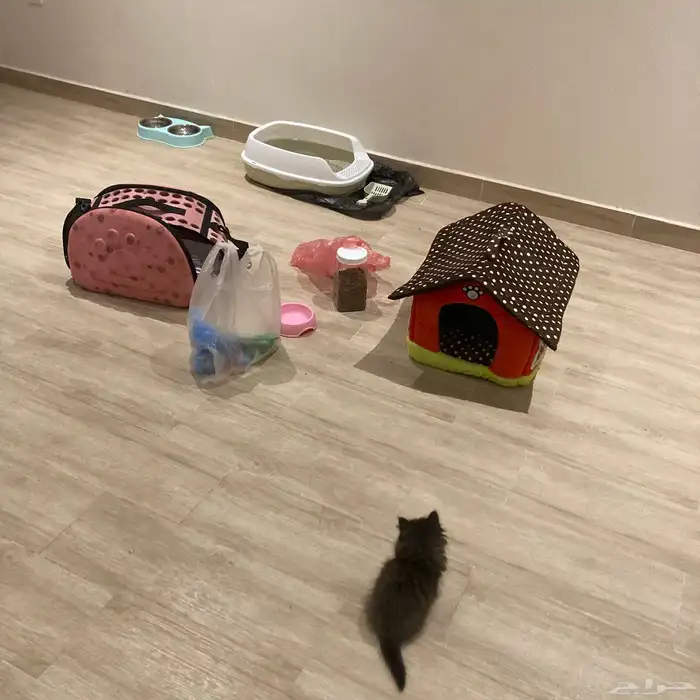 أنثى شيرازي للبيع مع كامل اغراضها العمر شهر ونص 6