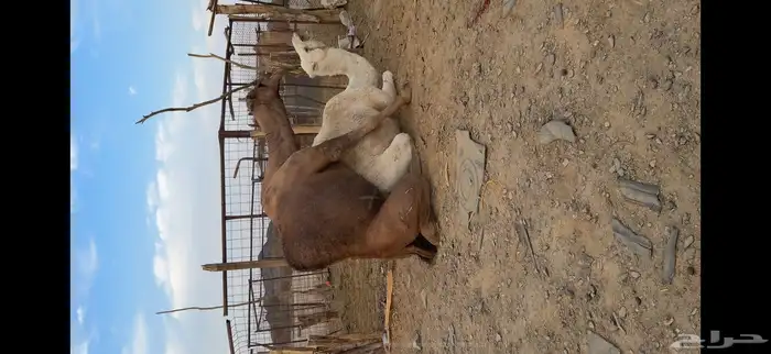 بعير حمر مشروط ضراب وعشار 12