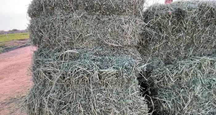 برسيم لبانه كلاس 3