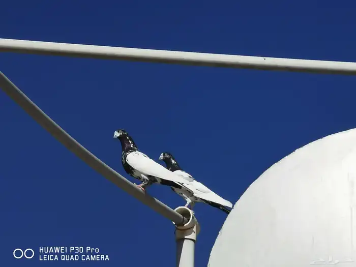 حمام هندي كالوشام طيور مميزة 10