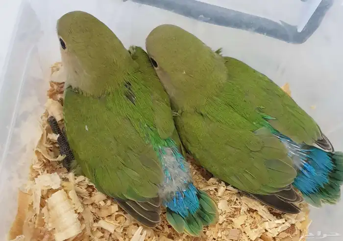 فروخ روز جرين محجله مع مرفقات 1