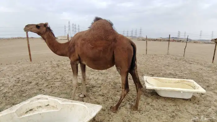 ناقه ساحليه مدني 3