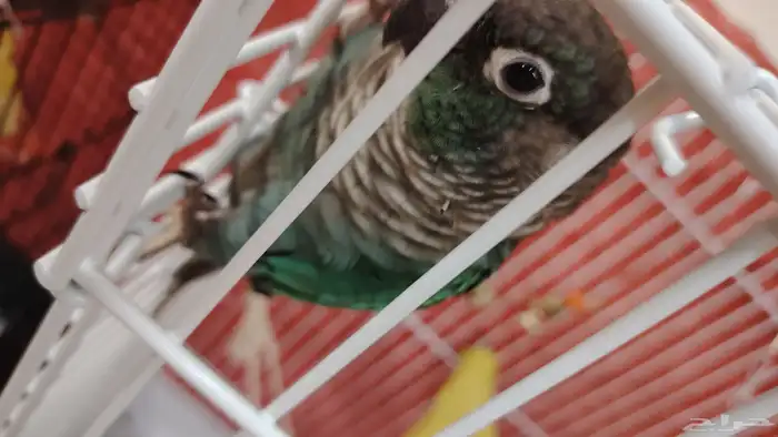 ببغاء كنيور بلو شيك أنثى 0