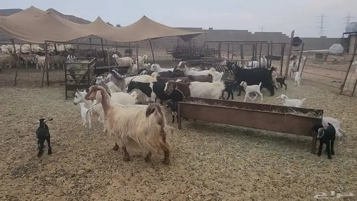 معزا طيبات مشروكات للقناي 19معها 28 11