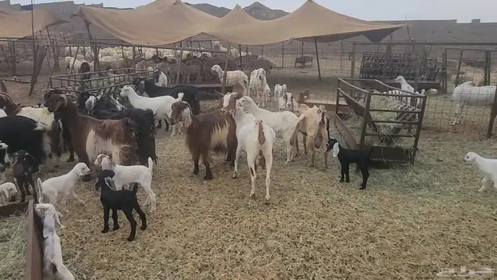 معزا طيبات مشروكات للقناي 19معها 28 16