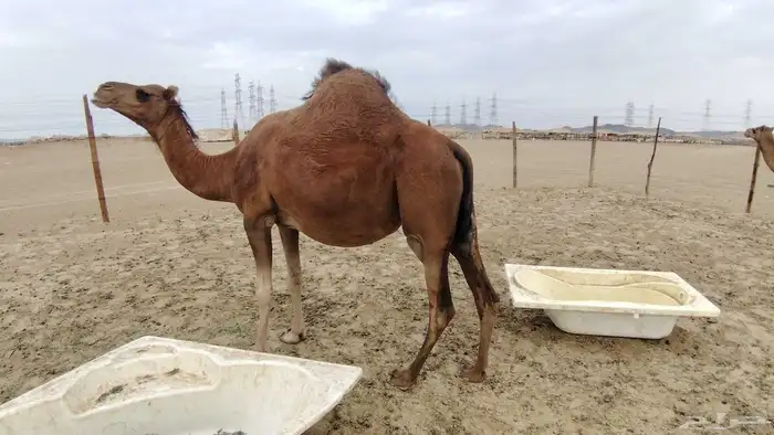 ناقه ساحليه مدني 4