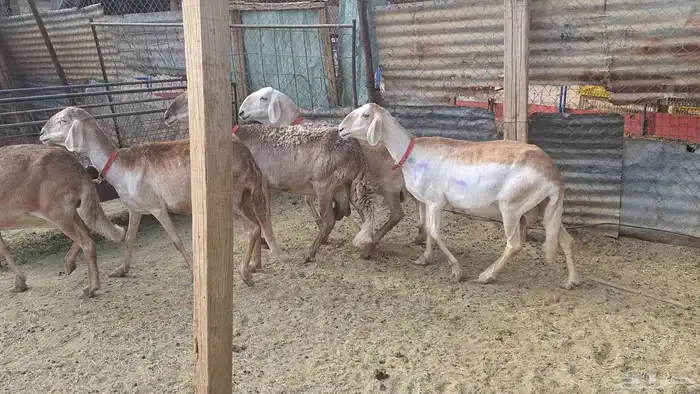 شياه سواكن طيبه دفيع ومضرع لاهل الزين 4