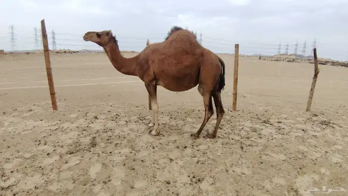 ناقه ساحليه مدني 0