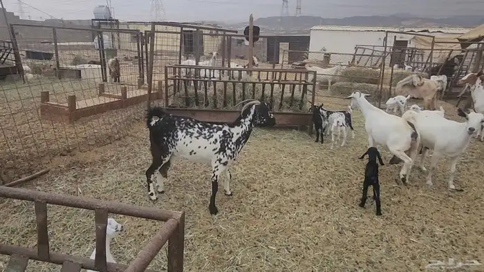 معزا طيبات مشروكات للقناي 19معها 28 7