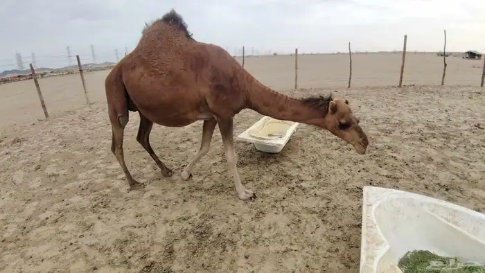 ناقه ساحليه مدني 1