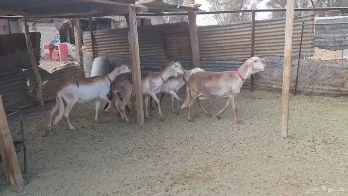 شياه سواكن طيبه دفيع ومضرع لاهل الزين 2