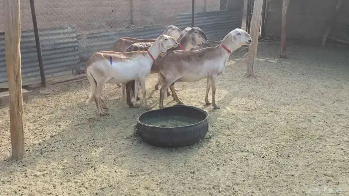 شياه سواكن طيبه دفيع ومضرع لاهل الزين 0