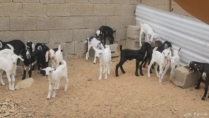 معزا طيبات مشروكات للقناي 19معها 28 13