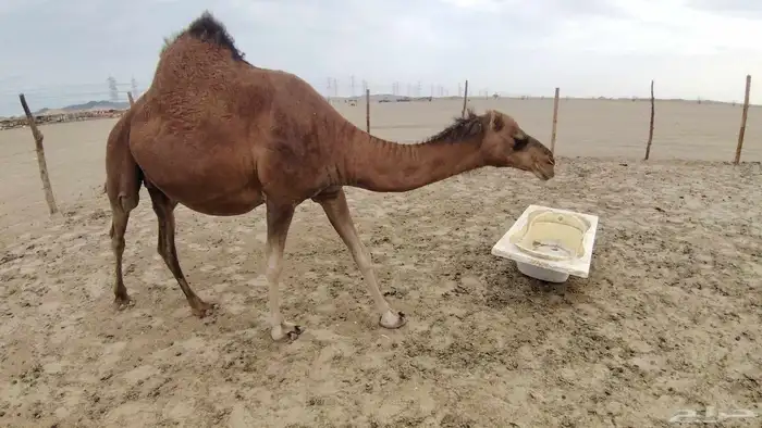 ناقه ساحليه مدني 2