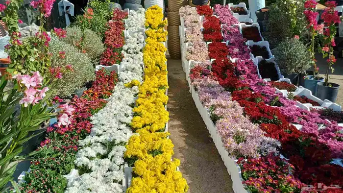 توريد الاشجار والزهور بسعر الجمله 3