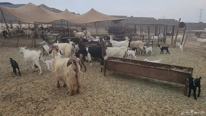 معزا طيبات مشروكات للقناي 19معها 28 9