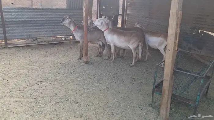 شياه سواكن طيبه دفيع ومضرع لاهل الزين 1