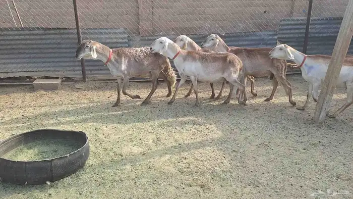 شياه سواكن طيبه دفيع ومضرع لاهل الزين 3