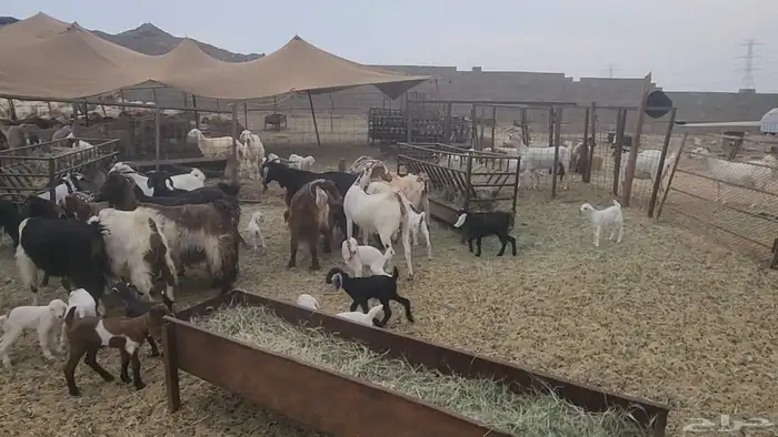 معزا طيبات مشروكات للقناي 19معها 28 3