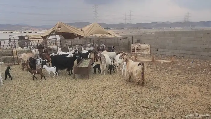 معزا طيبات مشروكات للقناي 19معها 28 15