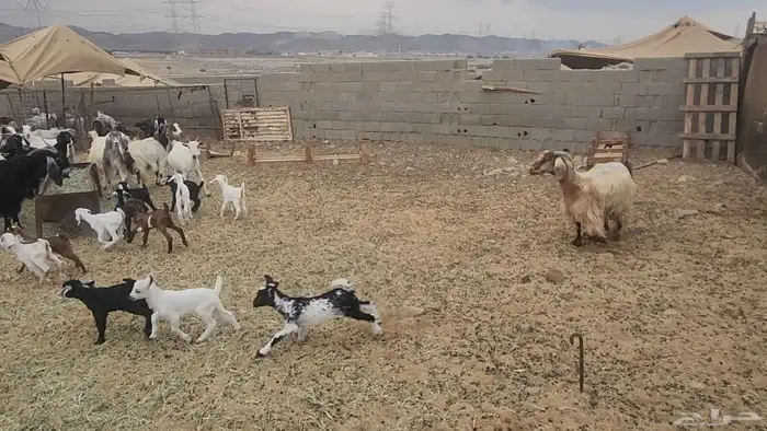 معزا طيبات مشروكات للقناي 19معها 28 12