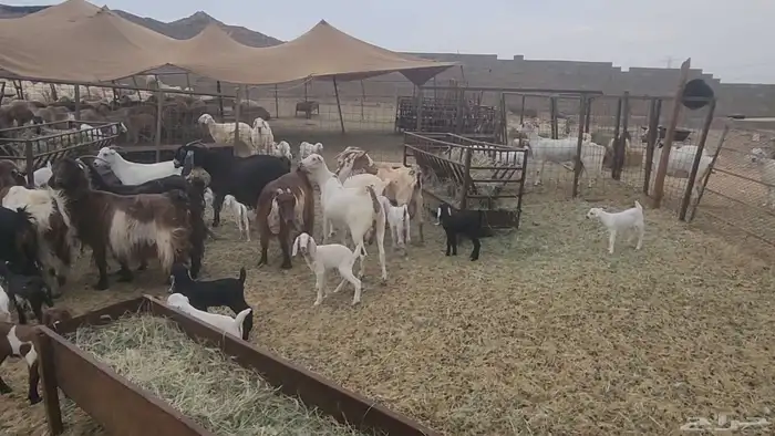 معزا طيبات مشروكات للقناي 19معها 28 4