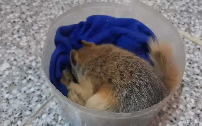 فروخ السنجاب القوقازي 1