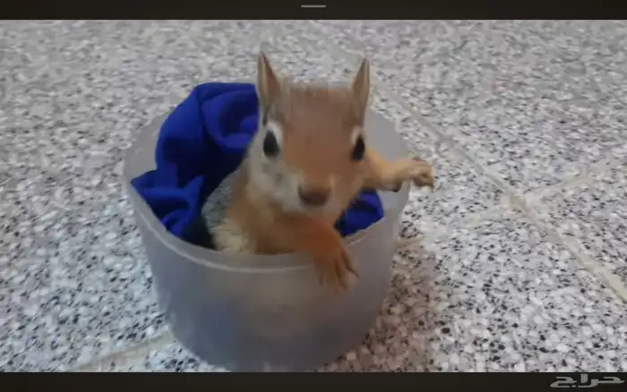 فروخ السنجاب القوقازي 3