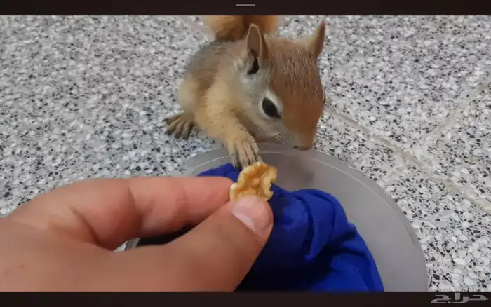 فروخ السنجاب القوقازي 2