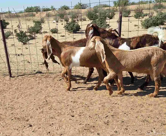 جفرات مصريات اصل درجه اولي تأسيس مراح العدد 5 با الفحل 18