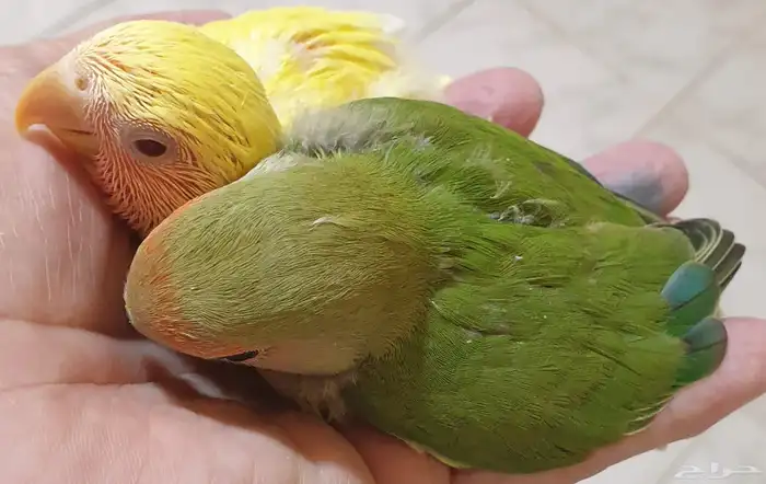 فروخ روز جرين محجله مع مرفقات 10