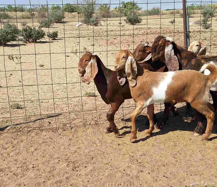 جفرات مصريات اصل درجه اولي تأسيس مراح العدد 5 با الفحل 4