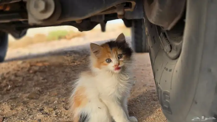 حيوانات اليفه للتبني بدون مقابل 2
