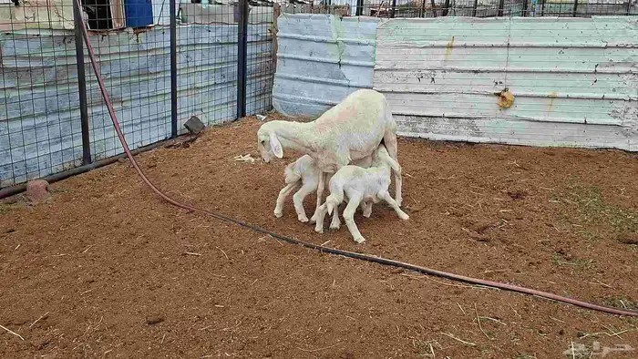 شاه خلفه توم 3