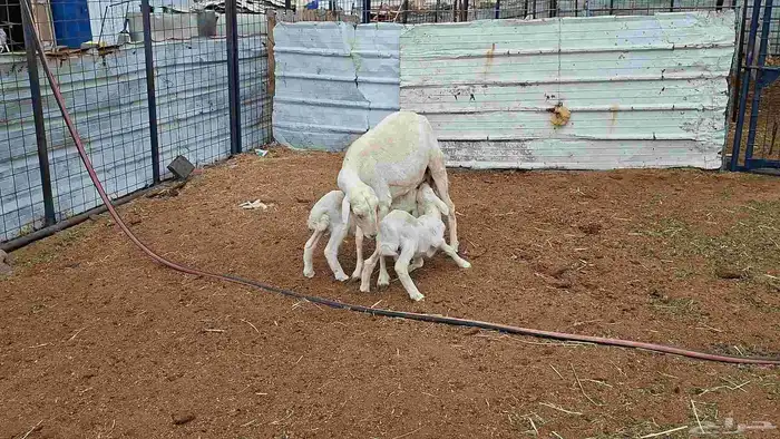 شاه خلفه توم 2