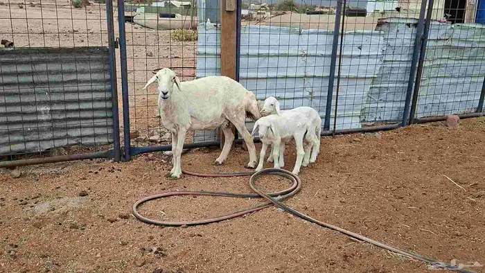 شاه خلفه توم 4