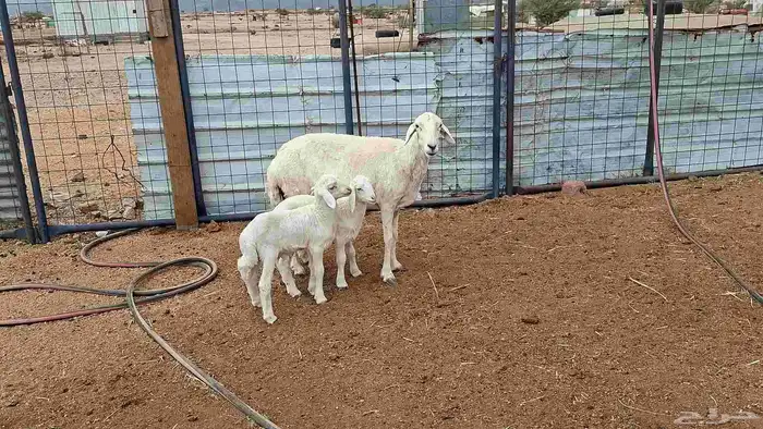 شاه خلفه توم 0