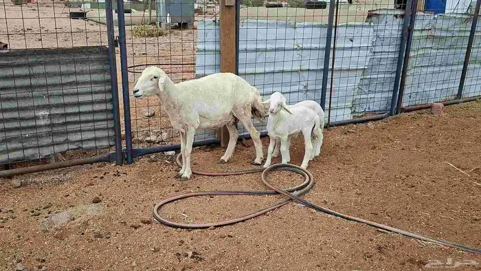 شاه خلفه توم 5