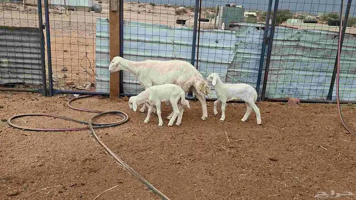 شاه خلفه توم 8