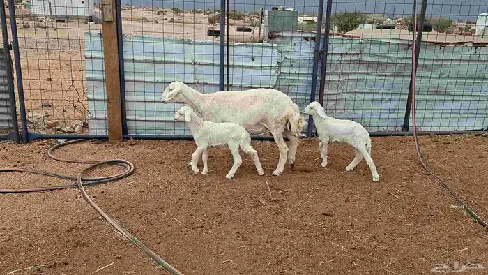 شاه خلفه توم 9