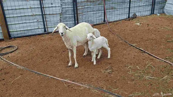 شاه خلفه توم 1