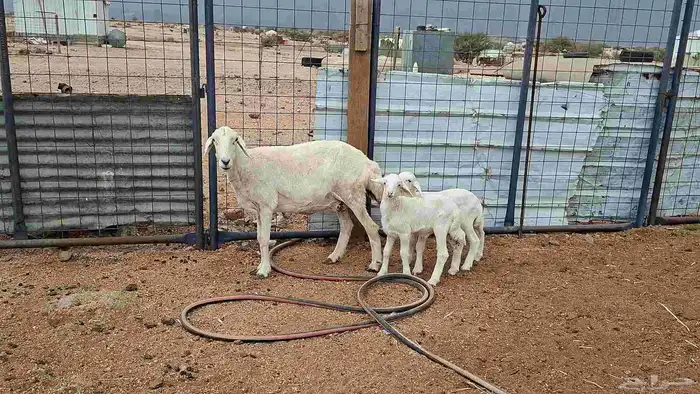 شاه خلفه توم 6