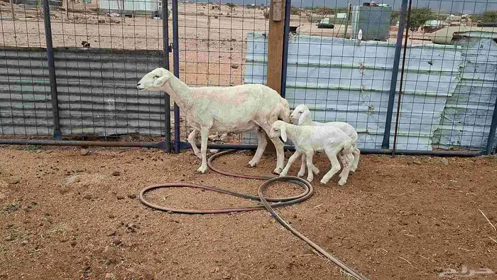 شاه خلفه توم 7