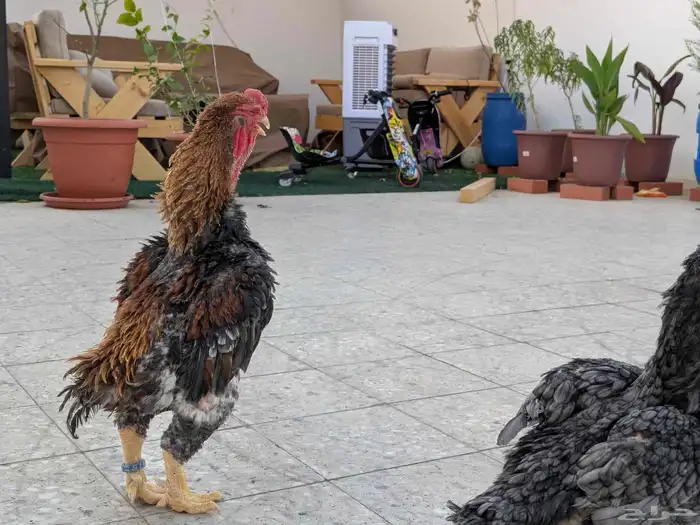 دجاج يماتو خوارج عليهم حجول 2024 6