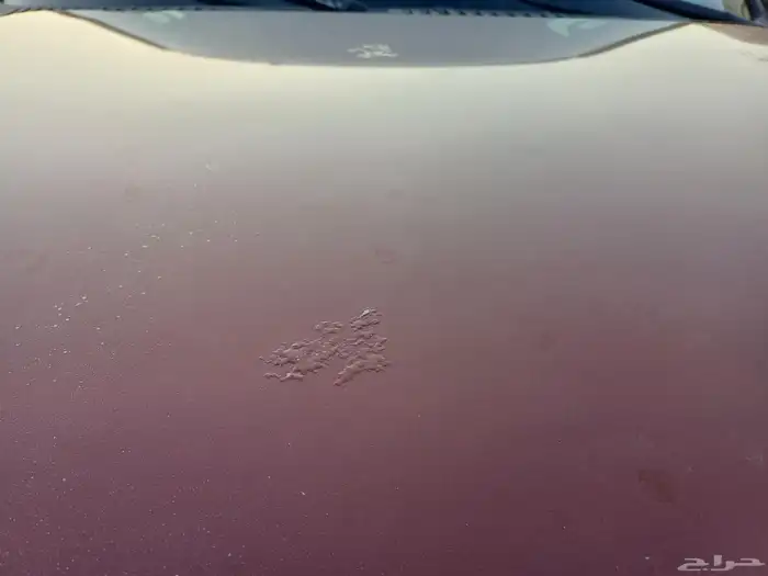 فود اكسبيدشن نظيف جدا 15