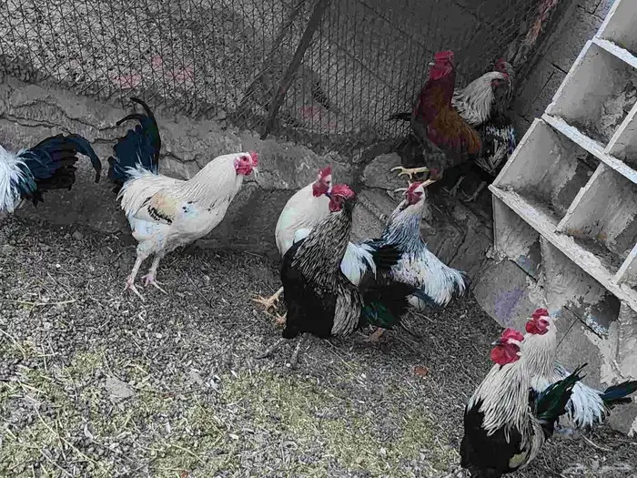 ديوك للبيع نجدي 3